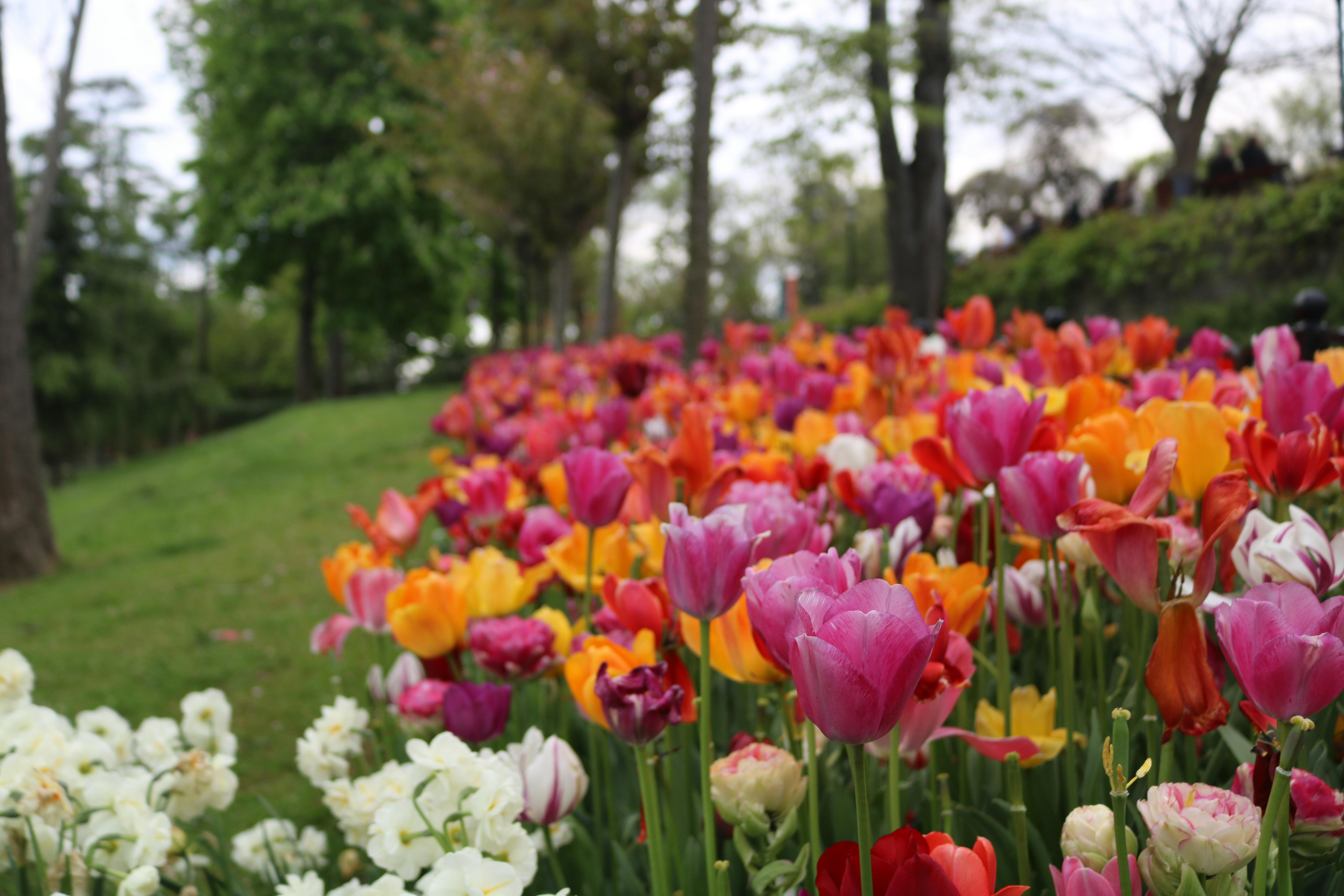 Vibrant Flower Garden